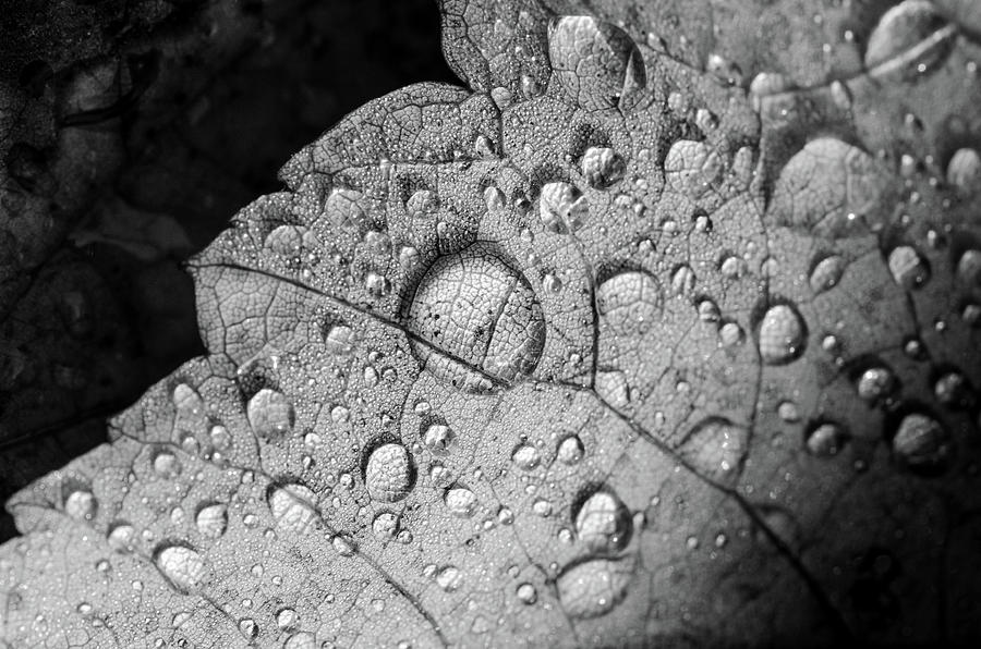 White Raindrops Photograph by Crystal Wightman