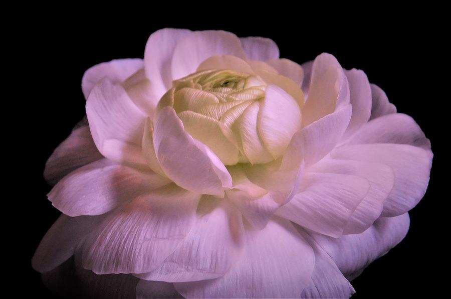 - White Ranunculus 2 Photograph by THERESA Nye
