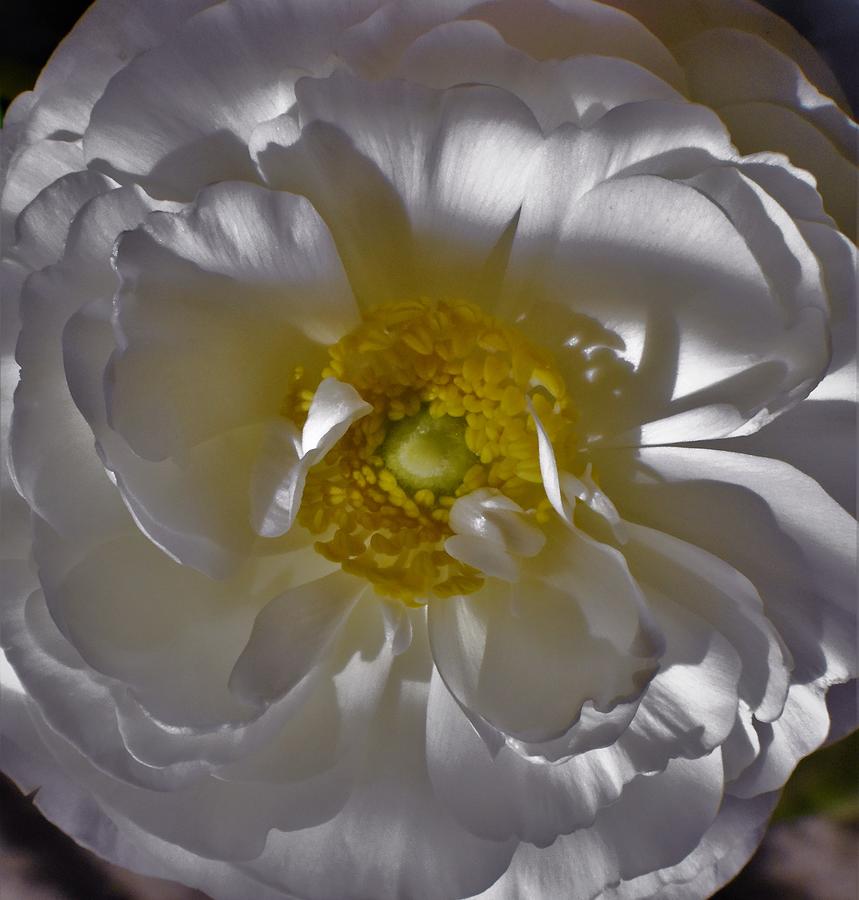 - White Ranunculus 3 Photograph by THERESA Nye