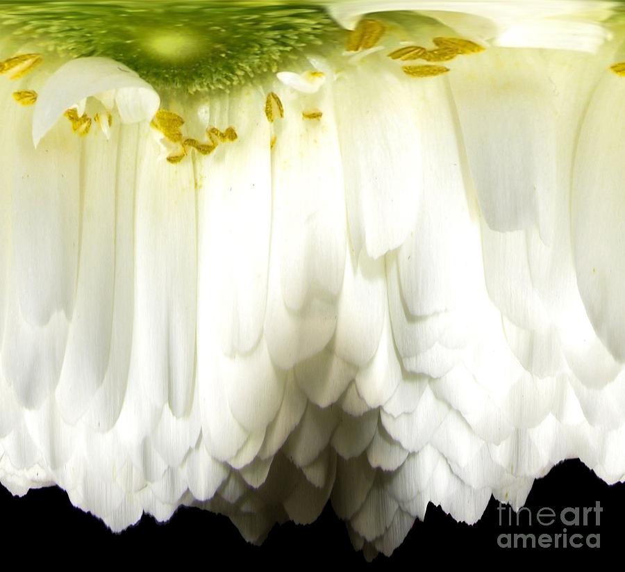 White Ranunculus Abstract Photograph by Rose Santuci-Sofranko