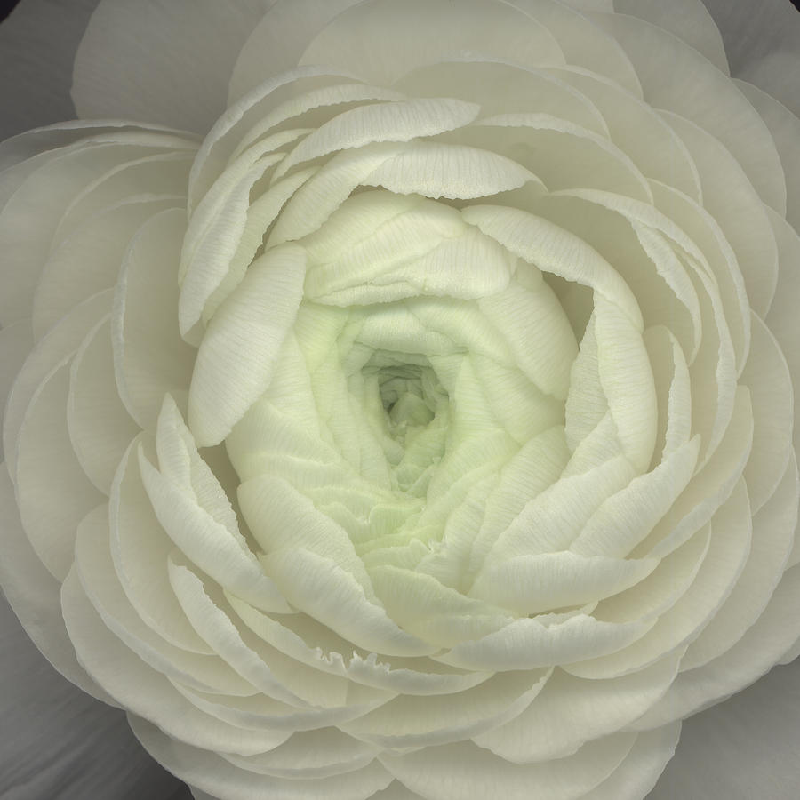 White Ranunculus Photograph by Andrew Levine - Fine Art America