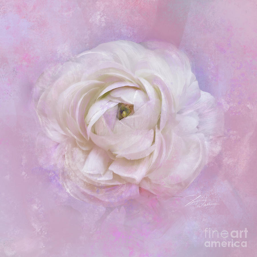 White Ranunculus Dreams Mixed Media by Shari Warren