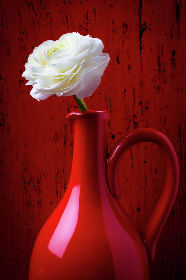 Flower Photograph - White Ranunculus In Red Pitcher by Garry Gay