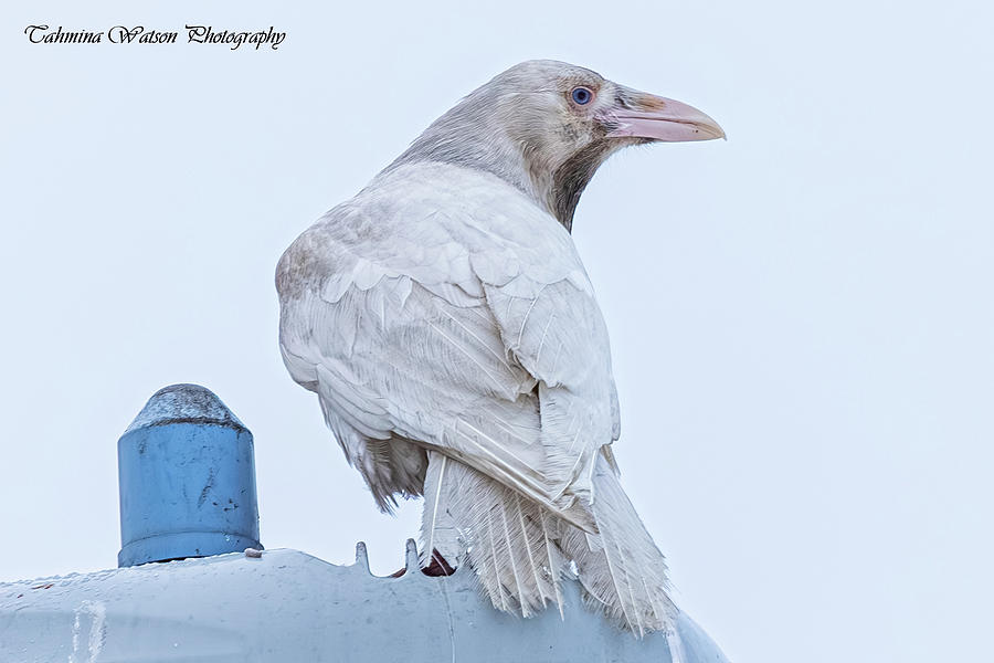 White Raven Photograph by Tahmina Watson