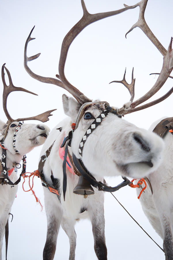 White reindeers Photograph by AndreyTTL
