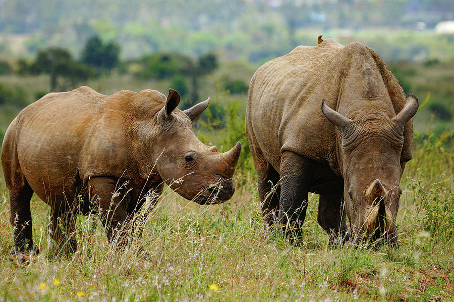 White Rhino Photograph by Amber Althouse - Fine Art America