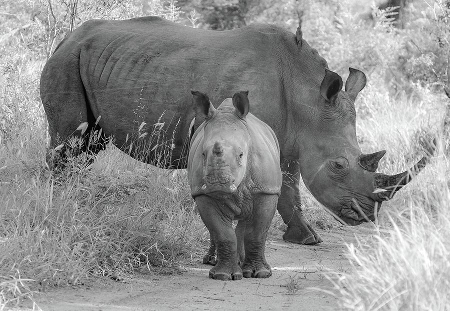 White Rhino and Calf Photograph by Rebecca Herranen