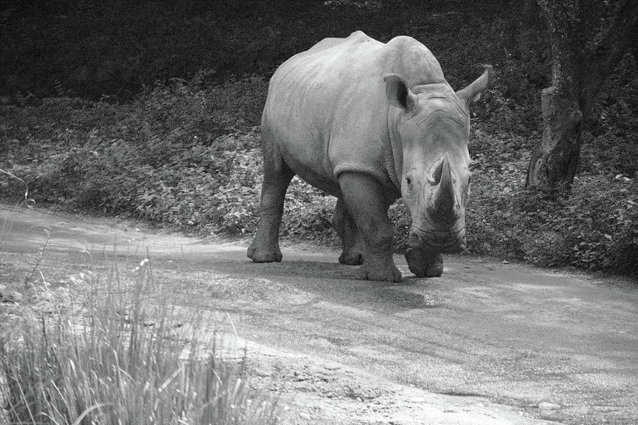 White Rhino Challenge Black And White Photograph by Christopher Mercer