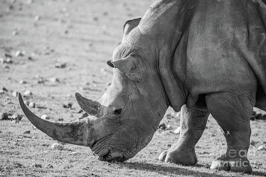 White Rhino Close-Up Photograph by Eva Lechner