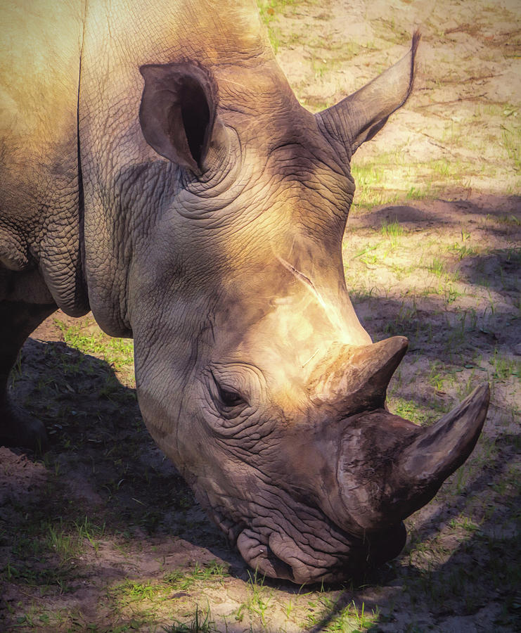 White Rhino Closeup Photograph by Jason Fink