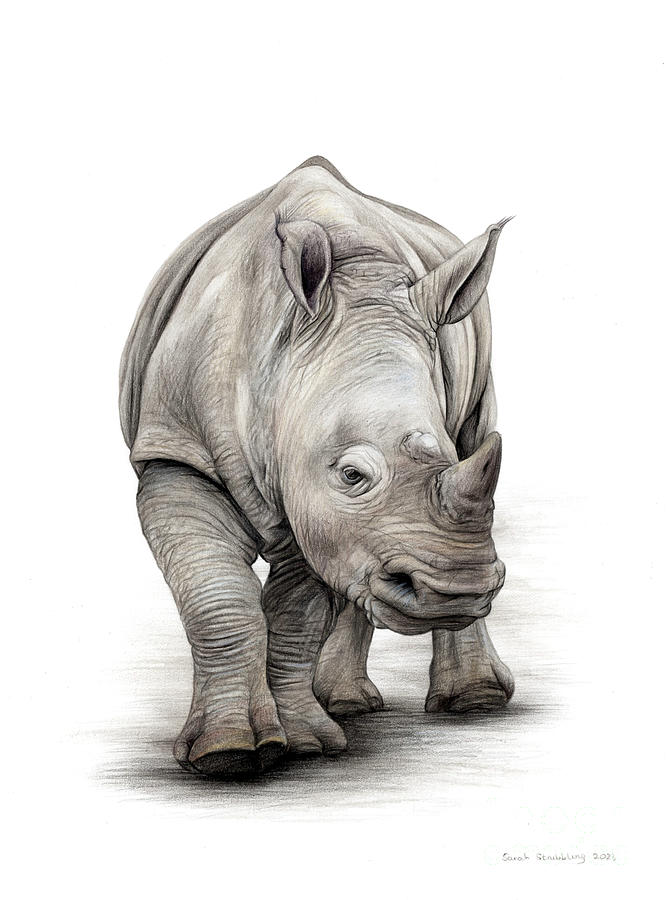 White Rhino Colour pencil drawing Drawing by Sarah Stribbling - Fine ...