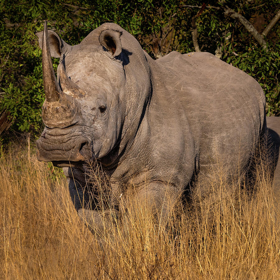 White Rhino Photograph by Elvira Peretsman