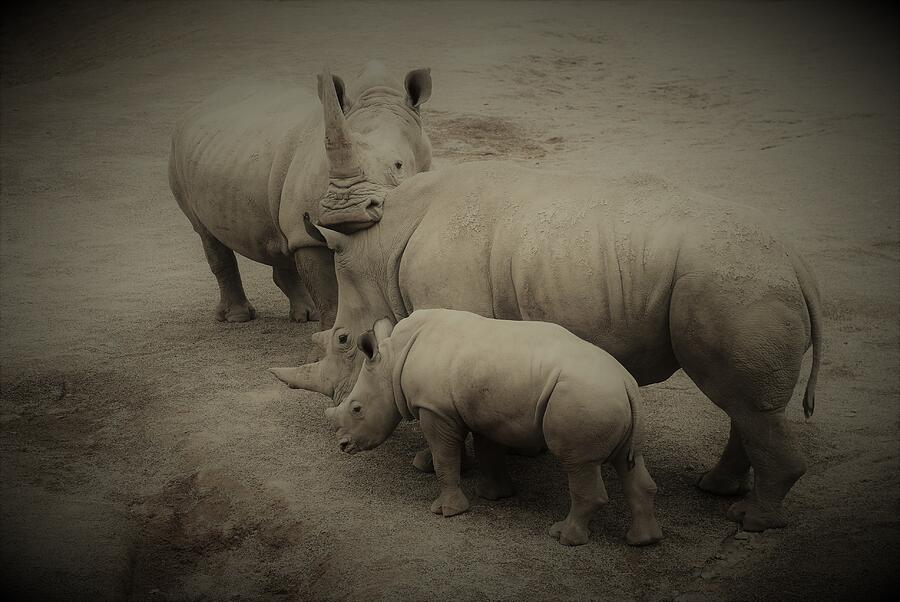 White Rhino Family Photograph by Neil R Finlay