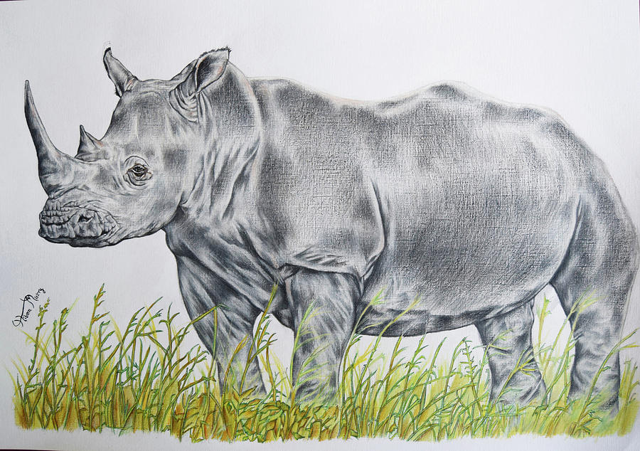 White rhino Drawing by Hiten Mistry - Fine Art America