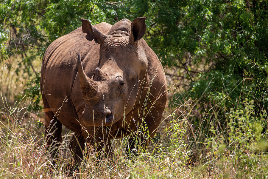 White Rhino Horn Photograph by Jenna Wilson - Fine Art America