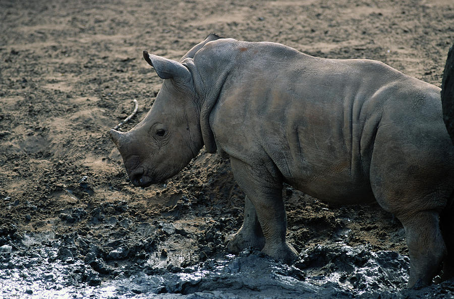 White Rhino Photograph by Jeremy Woodhouse
