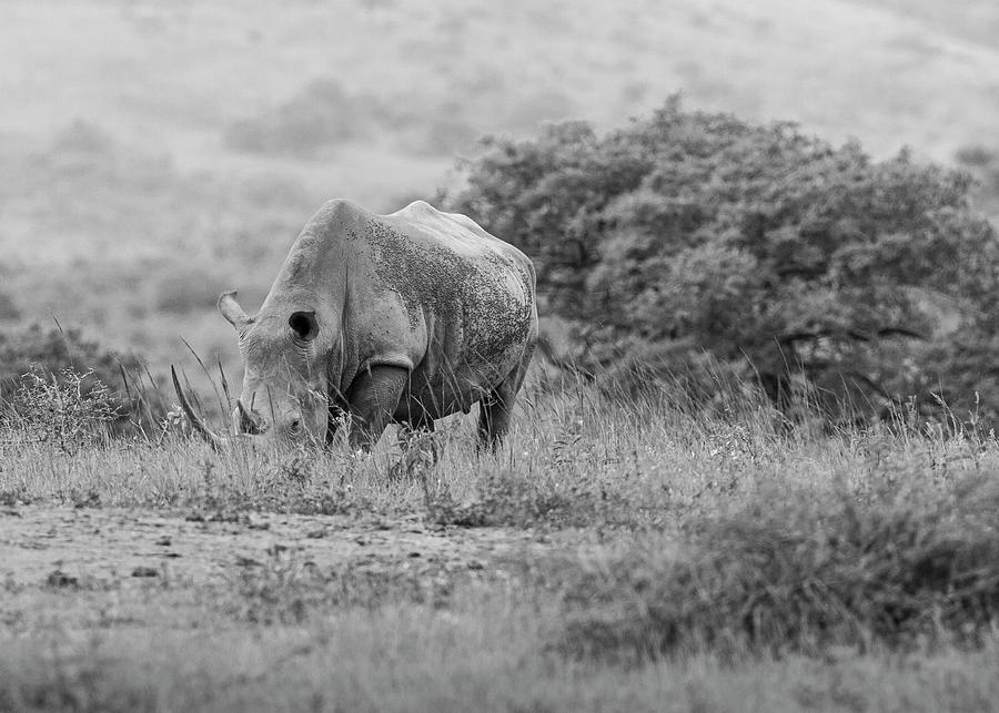 White Rhino Photograph by Maresa Pryor-Luzier