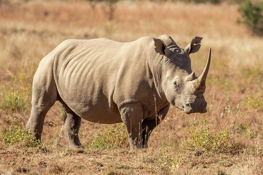 White Rhino Photograph by MaryJane Sesto