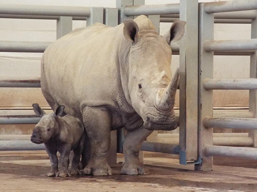 White Rhino mother and baby Scout Photograph by Gilbert Pennison - Fine ...