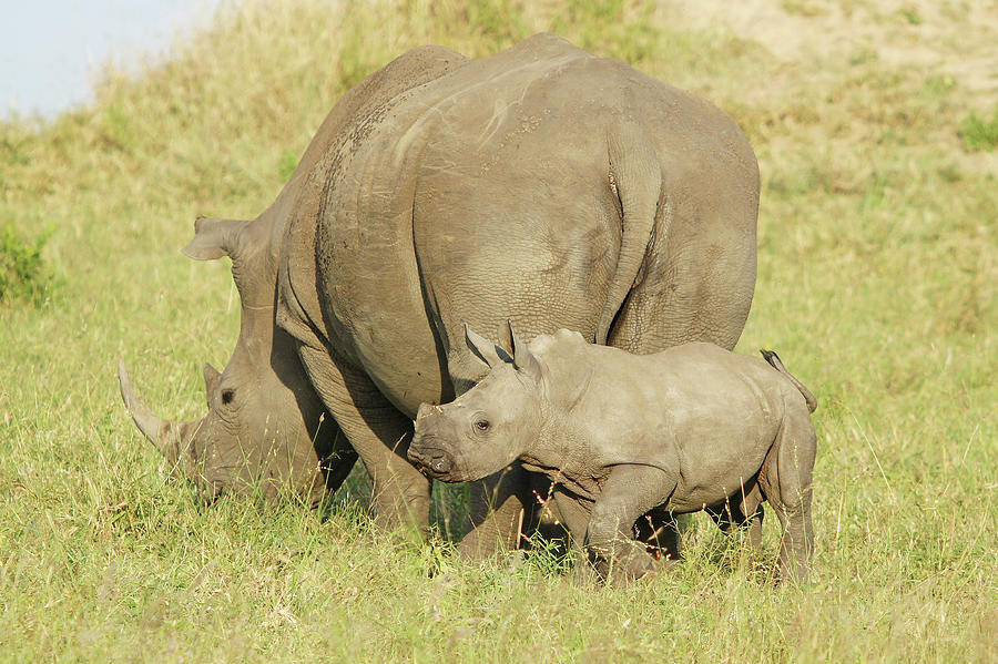 White Rhino mother and son Photograph by MaryJane Sesto - Pixels