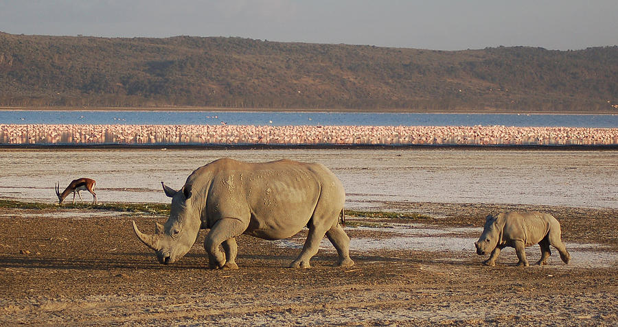 White rhino, pink flamingos Photograph by Millerpd