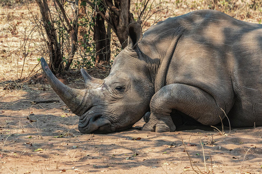 White Rhino Portrait Photograph by Betty Eich