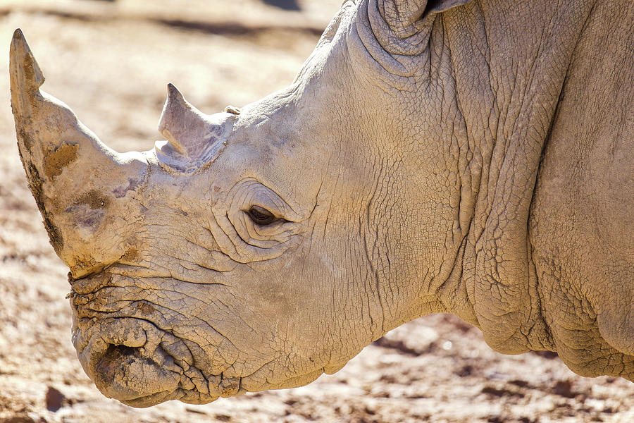 White Rhino Portrait Photograph by Rachel Morrison
