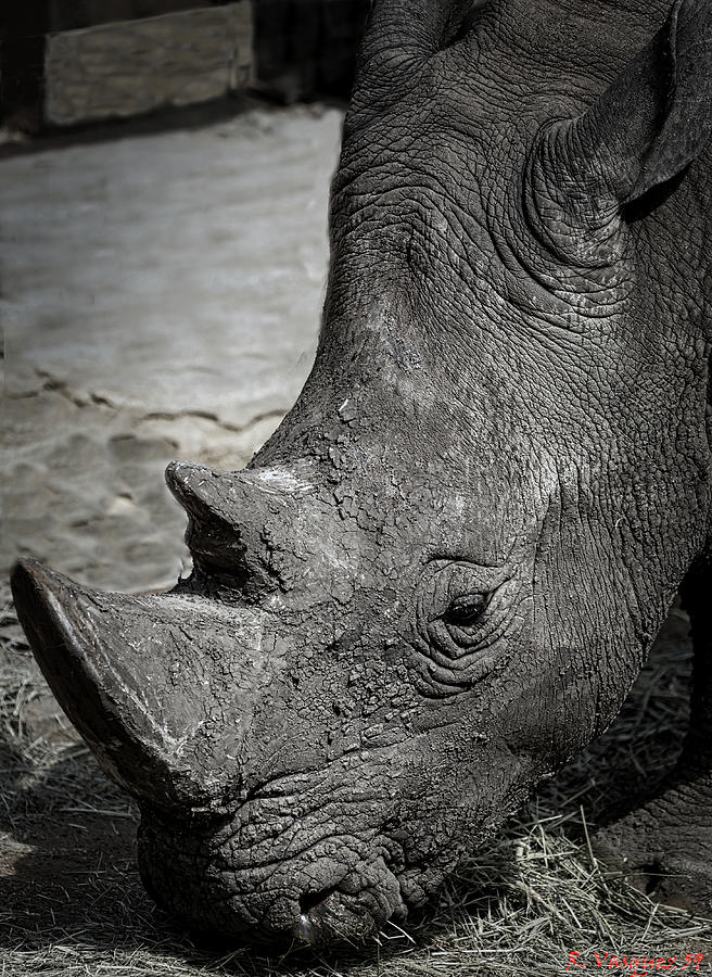 White Rhino Photograph by Rene Vasquez
