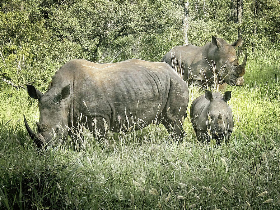 White Rhino Trio Photograph by Rebecca Herranen