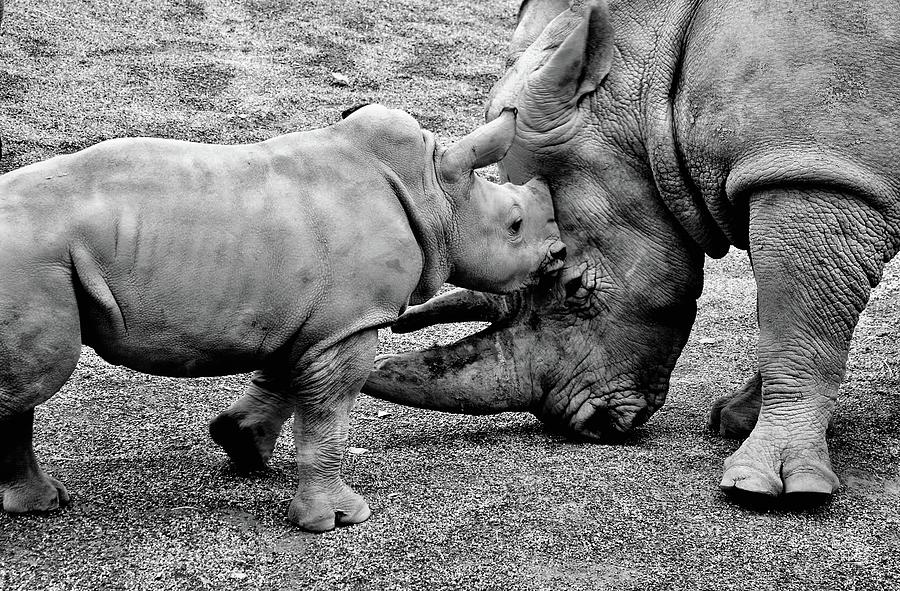 White Rhinoceros And Calf Photograph