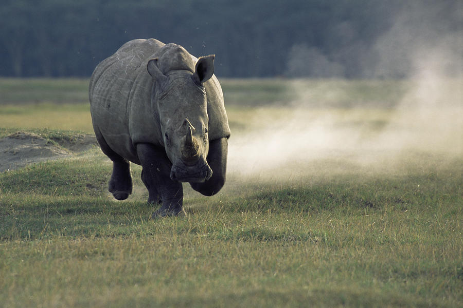 White rhinoceros (Ceratotherium simum) charging Photograph by James Warwick