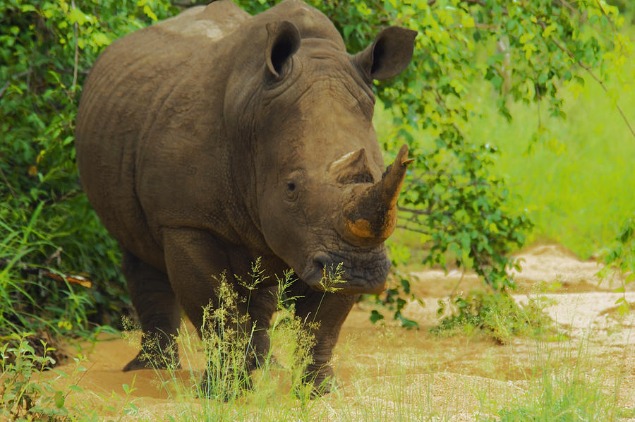 White rhinoceros (Ceratotherium simum) in a forest, Motswari Game Reserve, South Africa Photograph by Glowimages