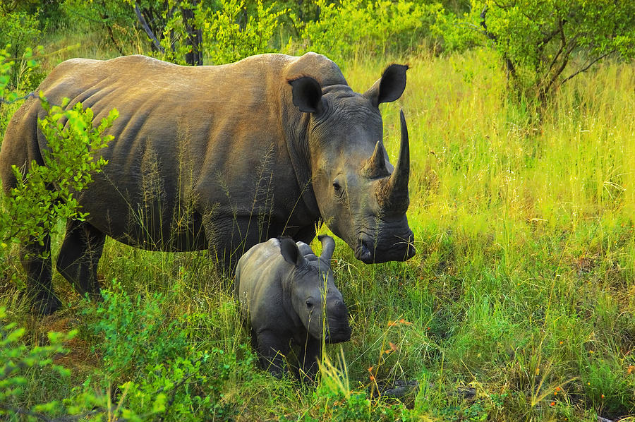 White rhinoceros (Ceratotherium simum) with its calf in a forest, Makalali Game Reserve, South Africa Photograph by Glowimages