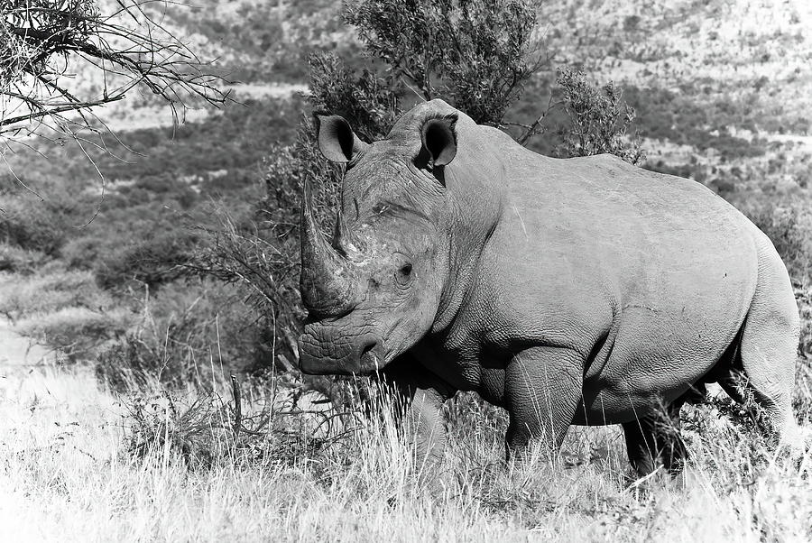 White Rhinoceros Photograph by Keith Carey
