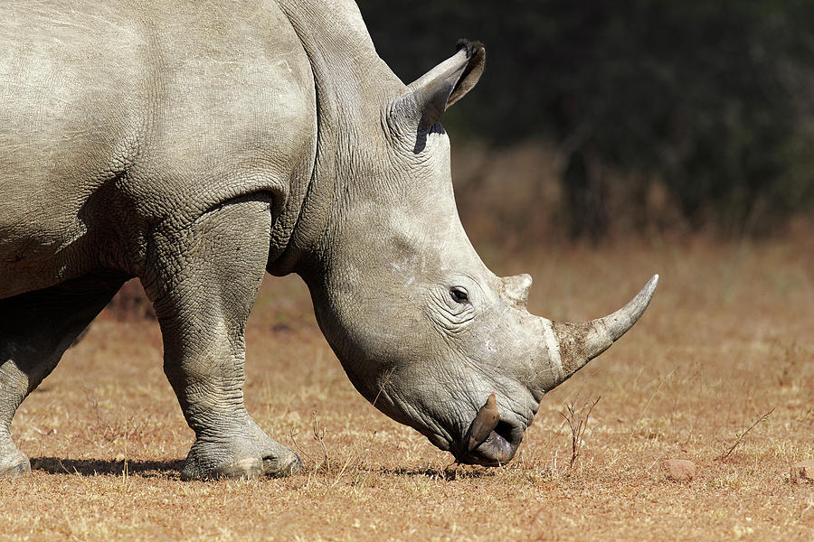 White Rhinoceros Photograph