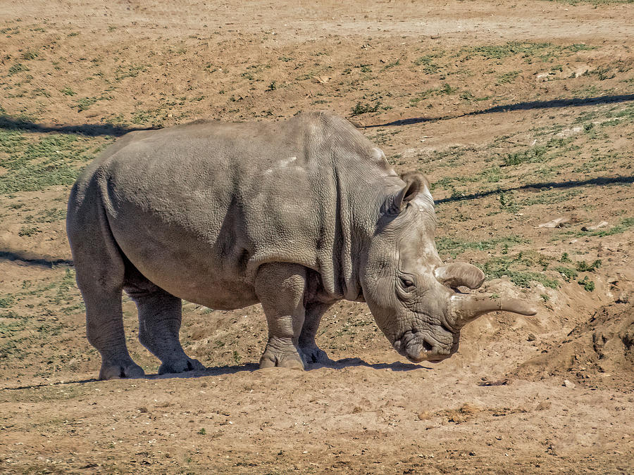 Wildlife Photograph - White Rhinoceros by Patti Deters