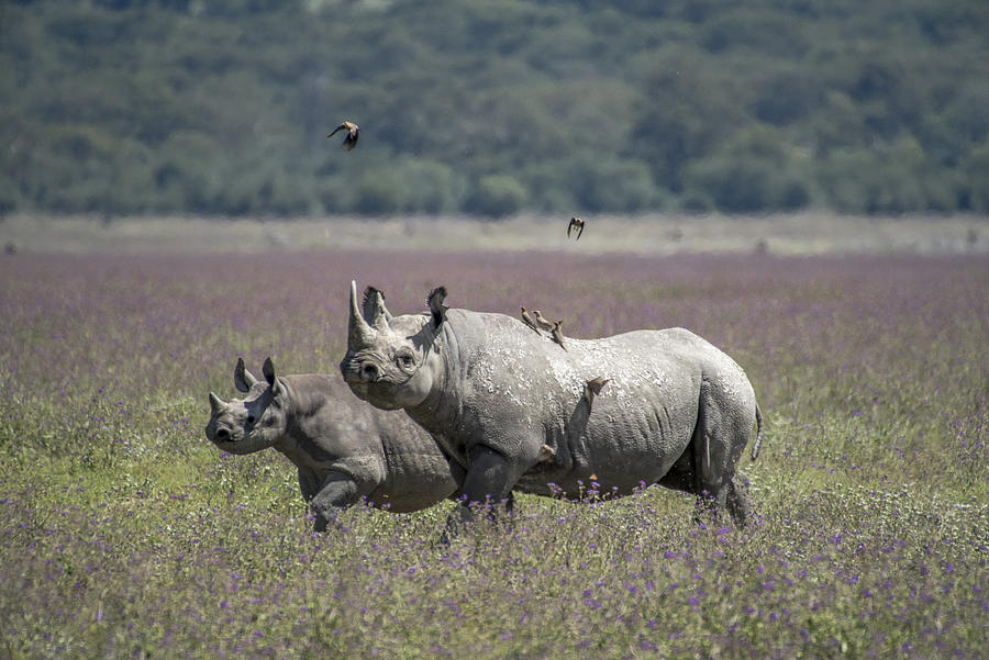 White Rhinoceros with calf Photograph by Secret Sea Visions