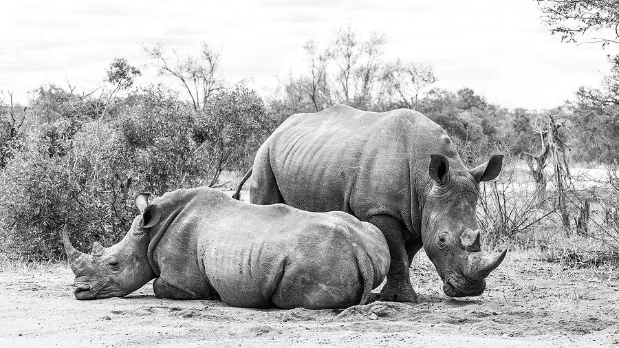 White Rhinos Photograph by Clinton Harris - Fine Art America