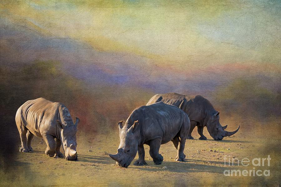 White Rhinos Photograph by Eva Lechner