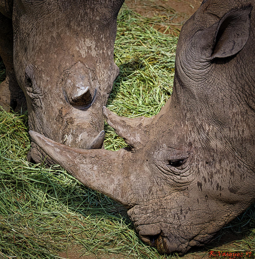 White Rhinos Photograph by Rene Vasquez