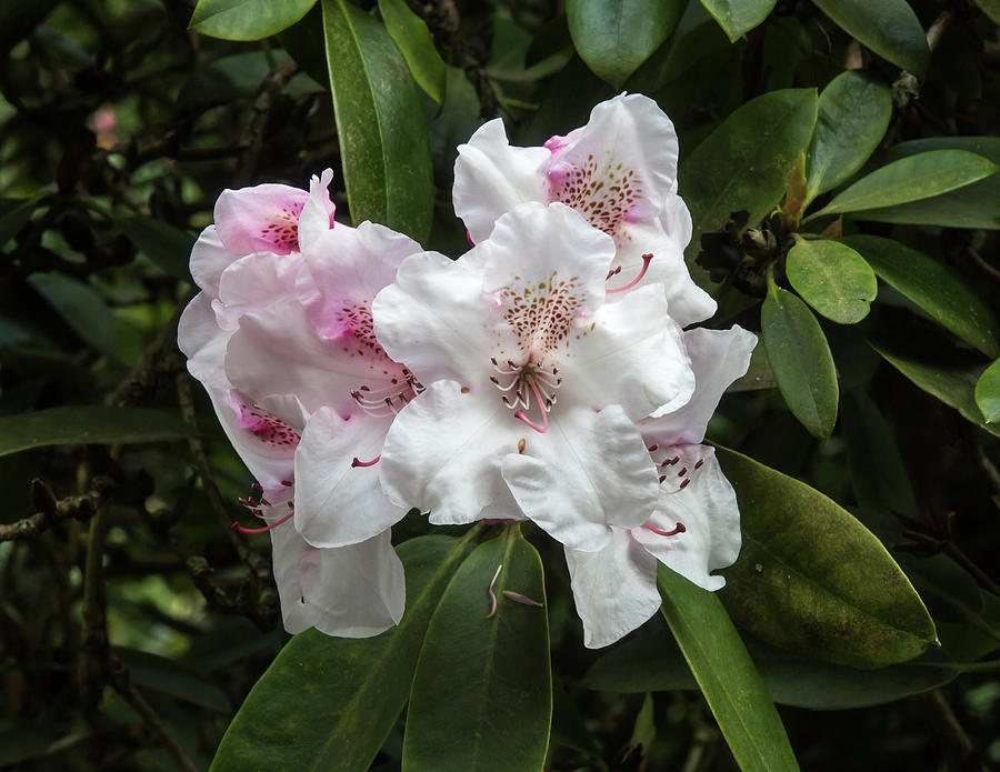 White Rhododendron at Kew Gardens Photograph by Dee Carpenter