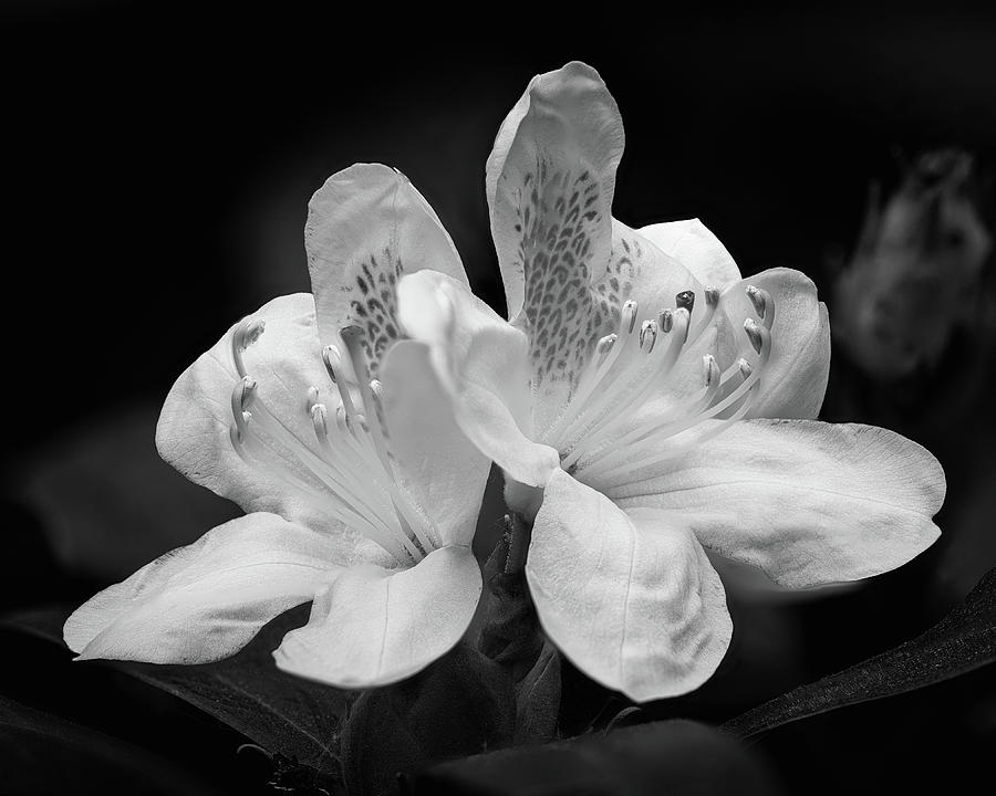 White Rhododendron  Photograph by Steven Nelson