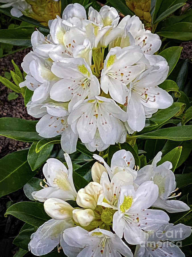 White Rhododendrons Photograph by William Norton