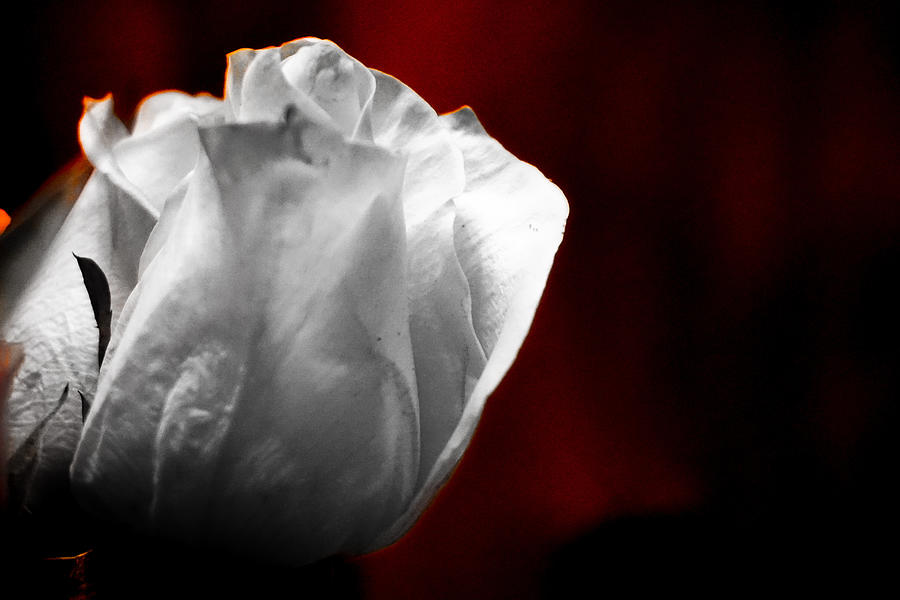 White Rose 1 Photograph by Desmond Raymond