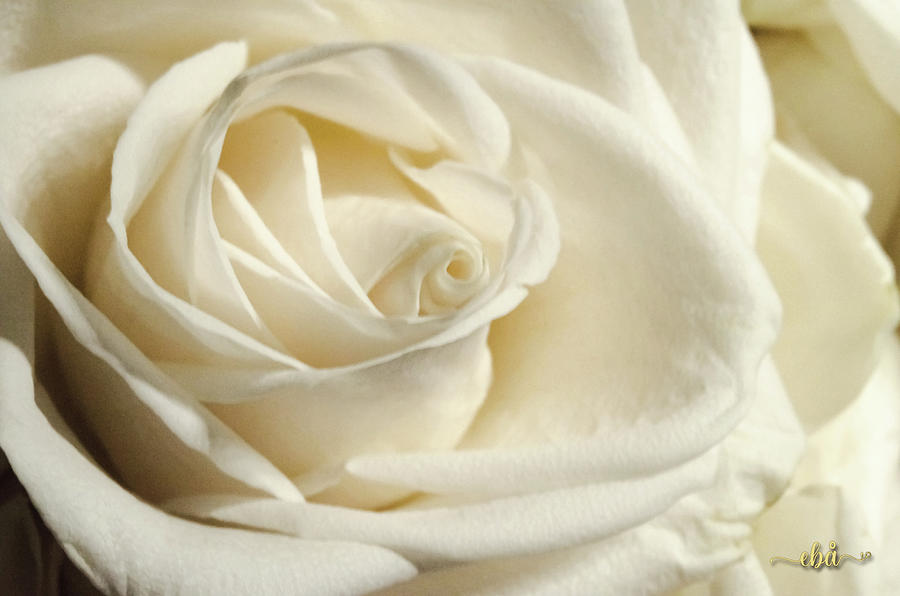 White rose 2 Photograph by Elaine Berger