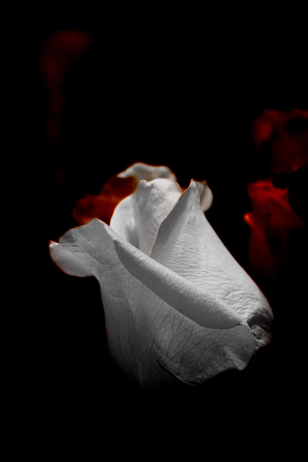 White Rose 3 Photograph by Desmond Raymond