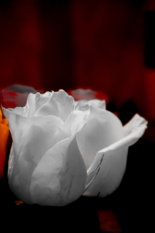 White Rose 4 Photograph by Desmond Raymond