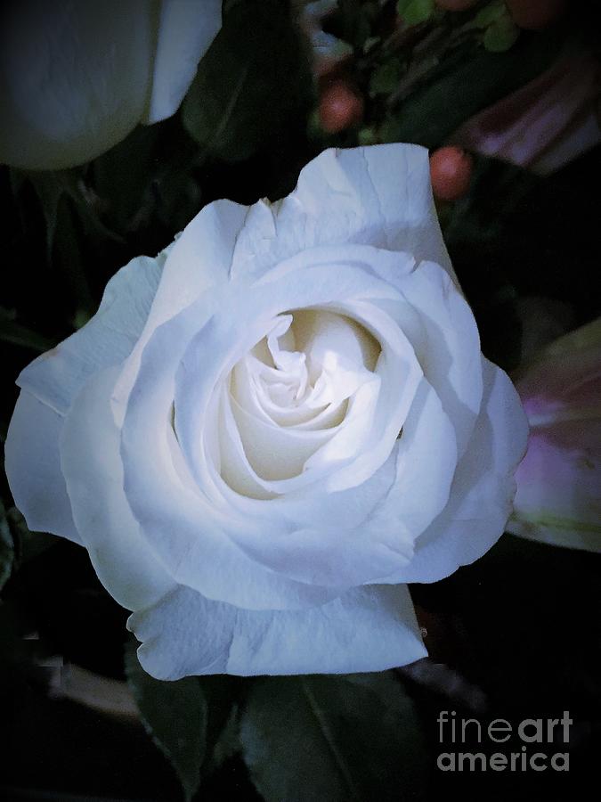 White Rose 518 Painting by Candace Thomas