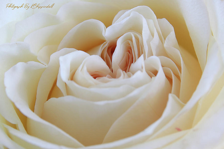 White rose 59 Digital Art by Kevin Chippindall