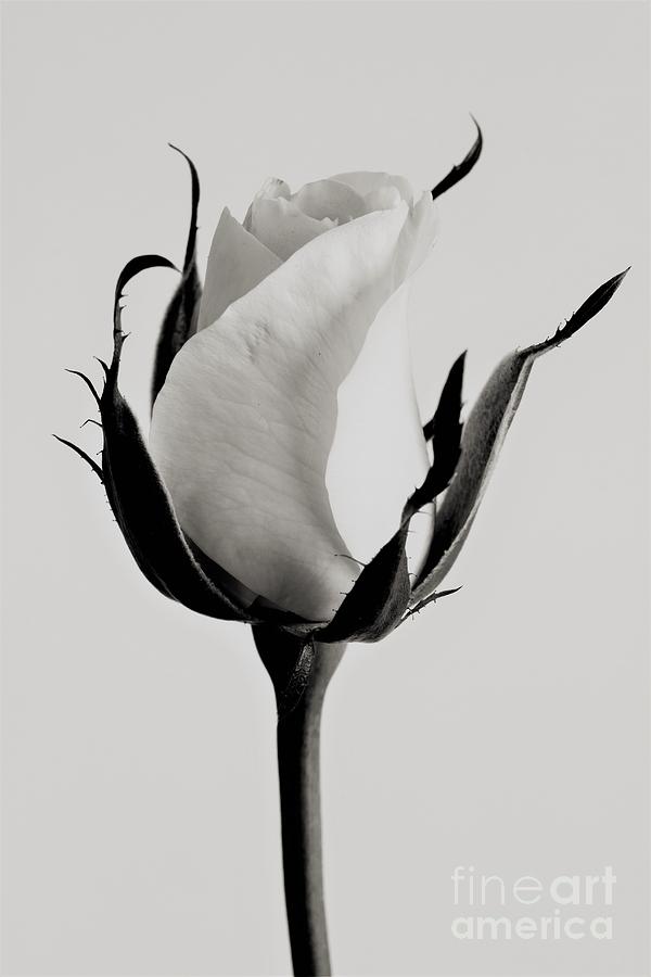 White Rose Photograph by Alex Caminker